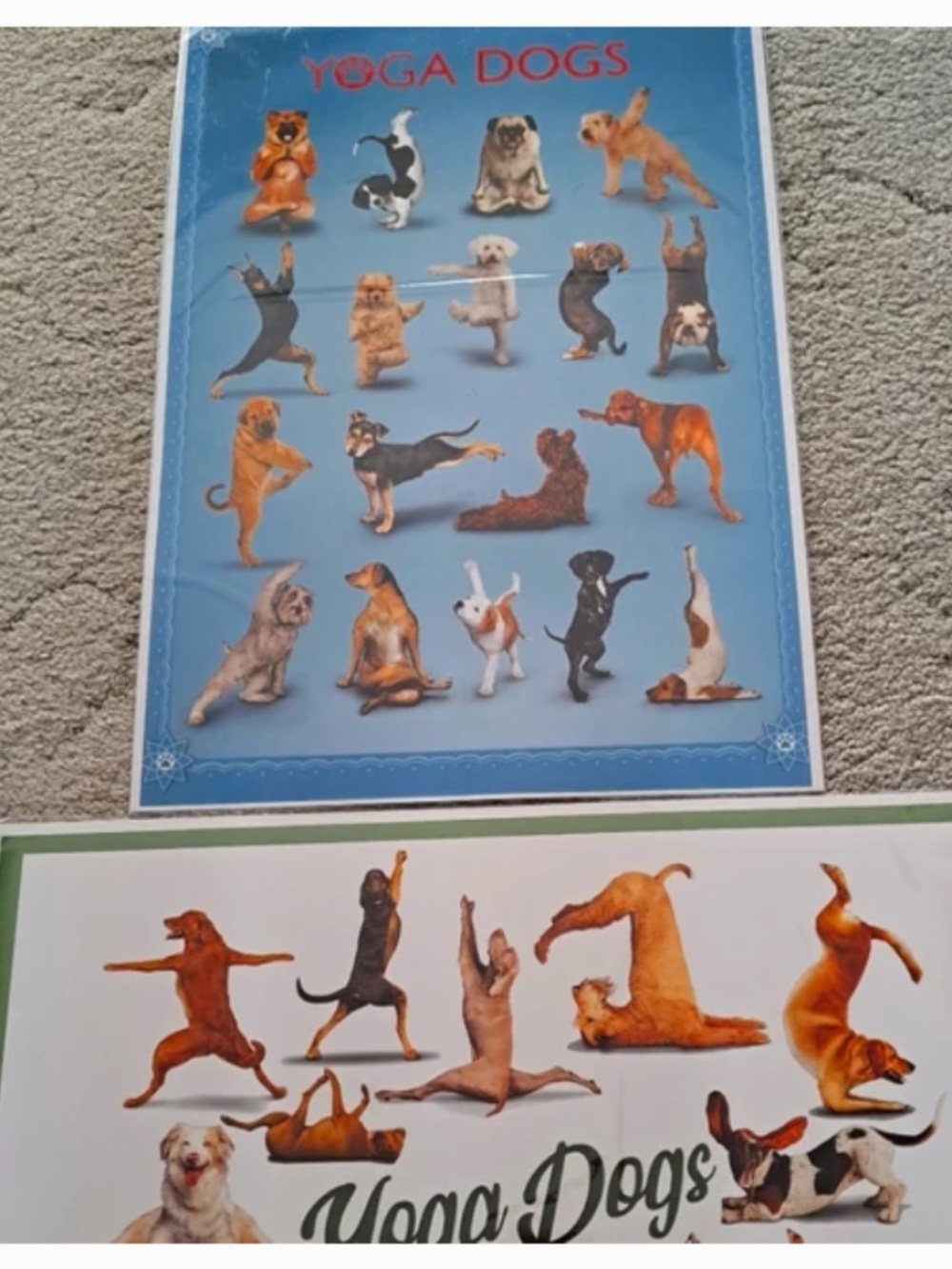 Yoga dogs posters